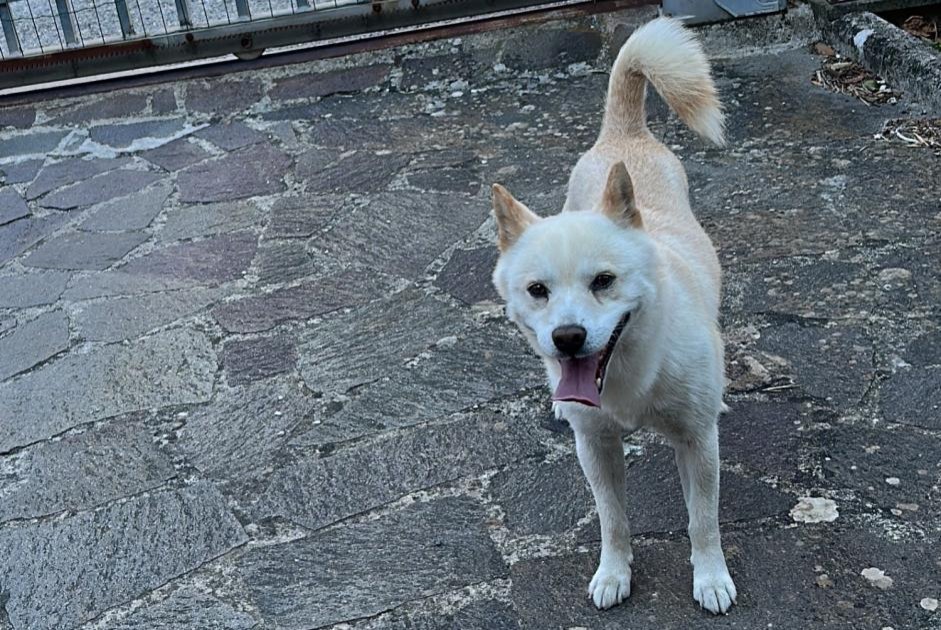 Hond Vermist in Gubbio (, Italië)  - Verdwijning Pet Alert melding nr. 363047