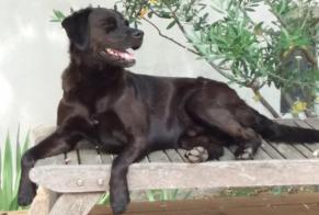 Alerta desaparecimento Cão cruzamento Macho , 12 anos Marignane France