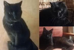 Alerta desaparecimento Gato Fêmea , 16 anos Marigny-en-Orxois France