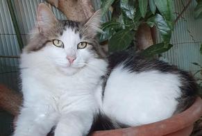 Alerta desaparecimento Gato Macho , 2 anos Mouriès France