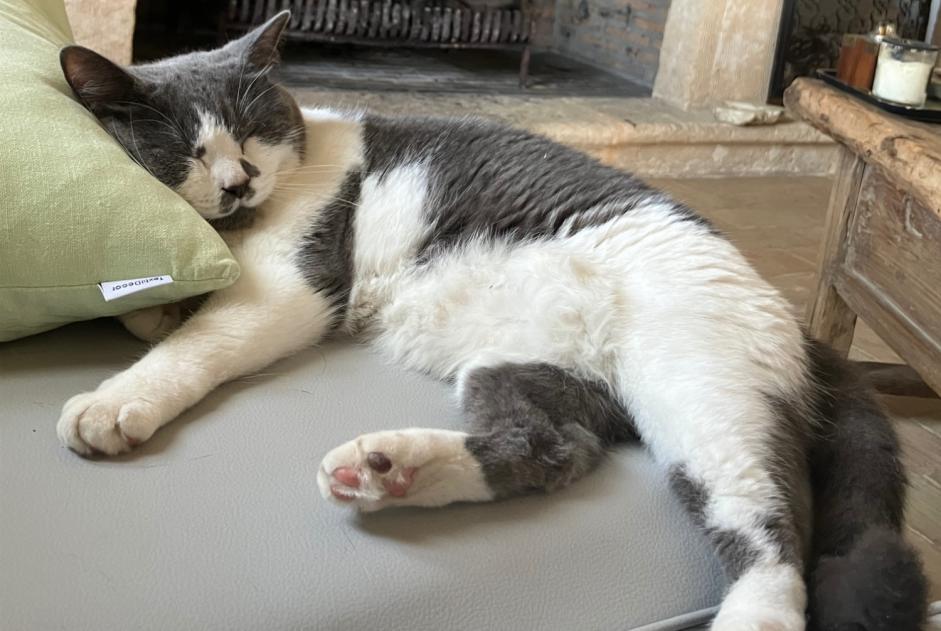 Alerta desaparecimento Gato Fêmea , 6 anos Jávea Spain