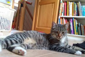 Alerta desaparecimento Gato Macho , 3 anos Sepmes France