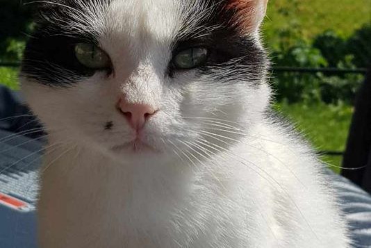 Alerta desaparecimento Gato  Fêmea , 3 anos Château-Thierry France