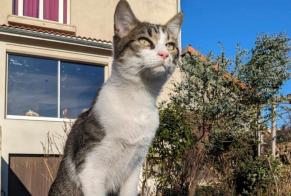 Alerta desaparecimento Gato  Fêmea , 1 anos Aubière France