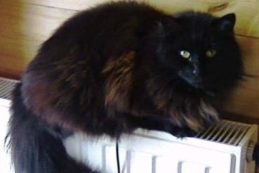 Alerta desaparecimento Gato  Macho , 3 anos Entraigues-sur-la-Sorgue France