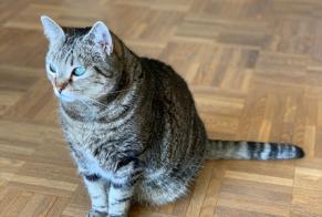 Alerta desaparecimento Gato Fêmea , 9 anos Aix-en-Provence France