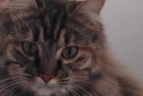 Alerta desaparecimento Gato  Fêmea , 1 anos Aubinges France