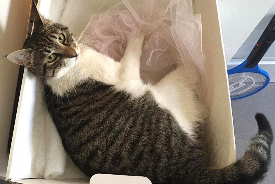 Alerta desaparecimento Gato  Fêmea , 10 anos Roma Italy