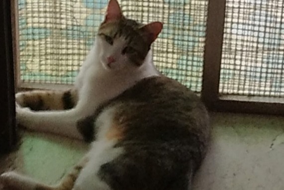 Alerta desaparecimento Gato  Macho , 2 anos Palermo Italy