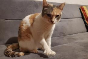 Alerta desaparecimento Gato Fêmea , 2 anos Bologna Italy
