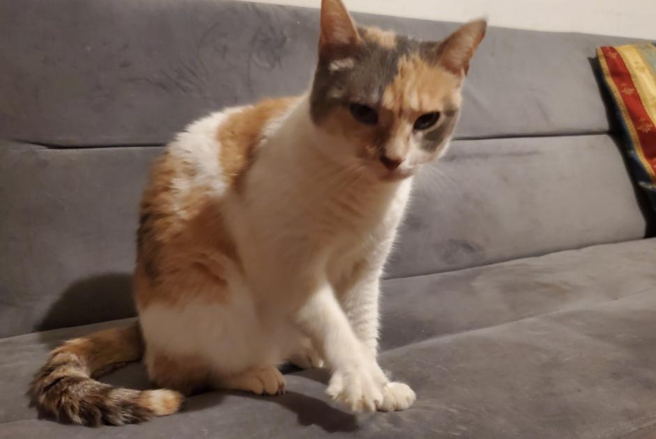Alerta desaparecimento Gato Fêmea , 2 anos Bologna Italy