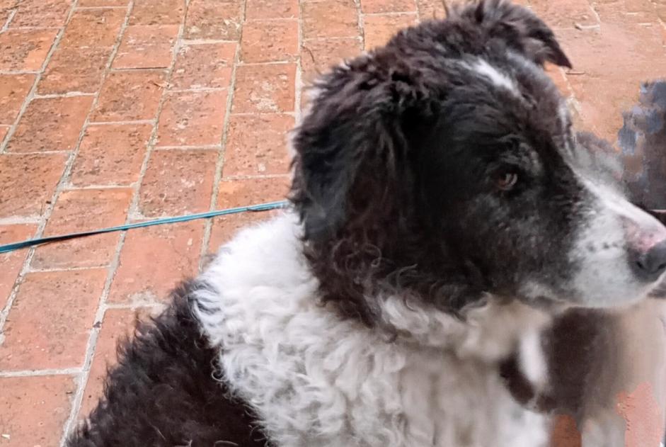 Alerta desaparecimento Cão cruzamento Macho , 7 anos Marano Sul Panaro Italy