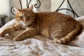 Alerta desaparecimento Gato  Macho , 3 anos Sanremo Italy