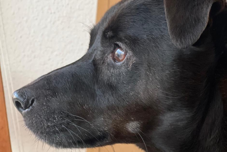 Alerta desaparecimento Cão cruzamento Macho , 8 anos Montejo Spain