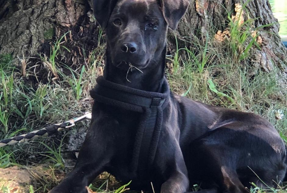 Alerta desaparecimento Cão cruzamento Macho , 8 anos Montejo Spain