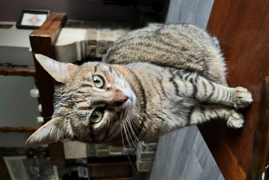 Alerta desaparecimento Gato cruzamento Fêmea , 12 anos Alcalá de Chivert Spain