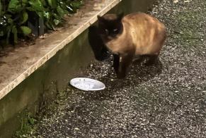 Alerta descoberta Gato  Desconhecido Roma Italy