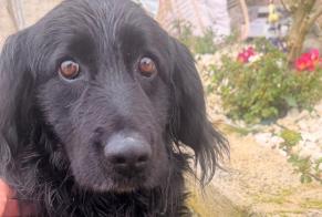 Alerta descoberta Cão Macho Navelli Italy